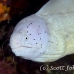 moray_grey_ms_si_h_0533_egy1150.jpg